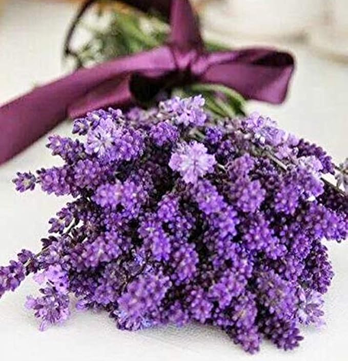 Shelley Kyle French Lavender Mini Gift Set