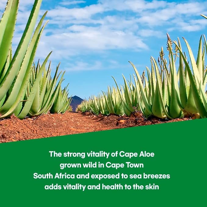 by.H Organic Aloe Vera Bulk Soothing Gel-Natural Moisturizer for Skin [90 PCS] Hair Effective for Sunburns Razor Burns Gentle Non-Greasy Skincare [Made in Korea] Pouch - (3 Packs of 30 PCS)