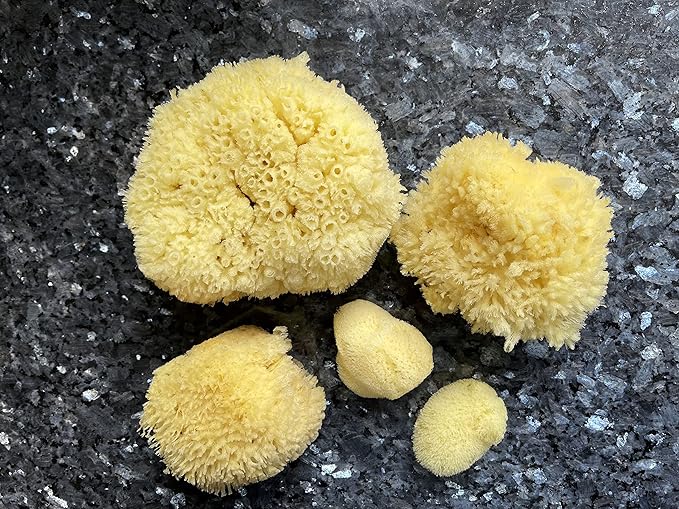 Real Natural Sea Sponges Multipack - 5pc Spa Gift Set in Premium Bag Kind on Skin for Bath Shower Facial Cleansing Pamper Moms Brides Girlfriends &amp Teens (5 Pack Standard Packaging)